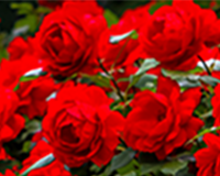 symbol_flower.png